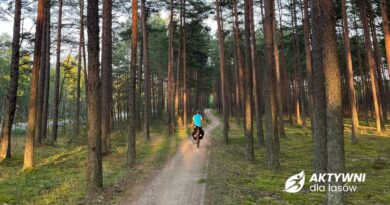 Zhakowali system firmowych benefitów. Skorzystały na tym polskie lasy